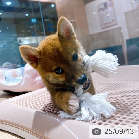 柴の写真
