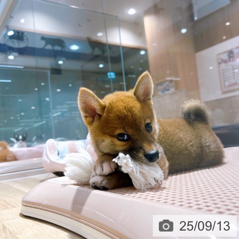 柴の写真