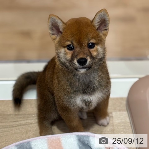 柴の写真