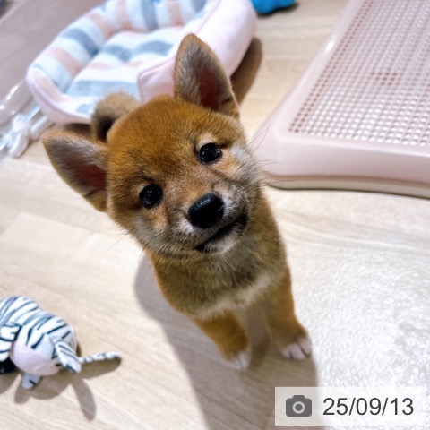 柴の写真