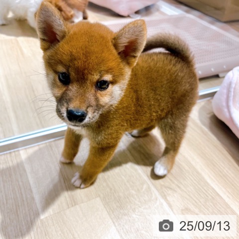 柴の写真