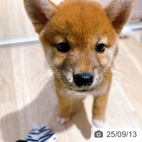 柴の写真