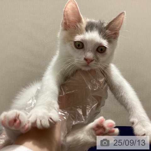 スコティッシュフォールドの写真
