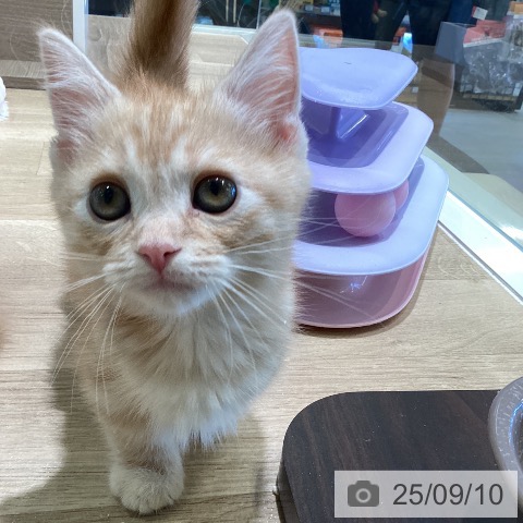 マンチカンの写真