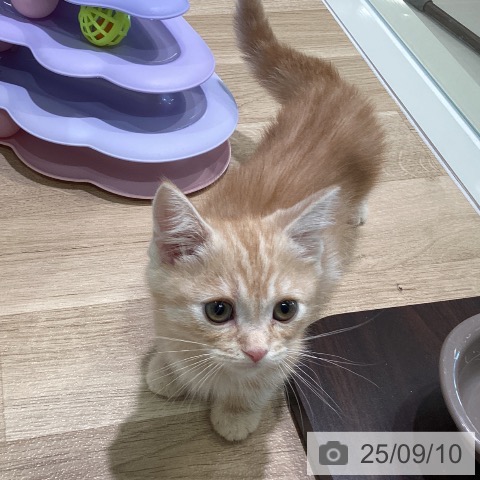 マンチカンの写真