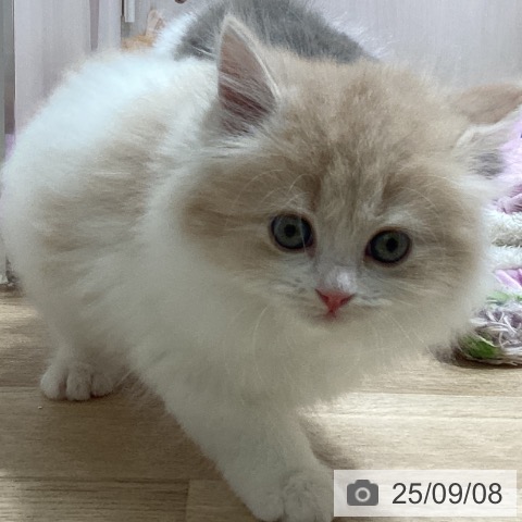 スコティッシュフォールドの写真
