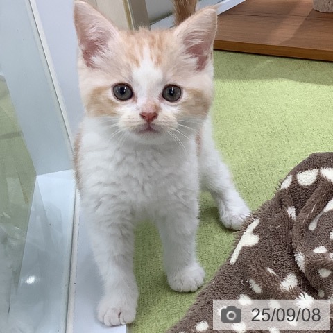 スコティッシュフォールドの写真