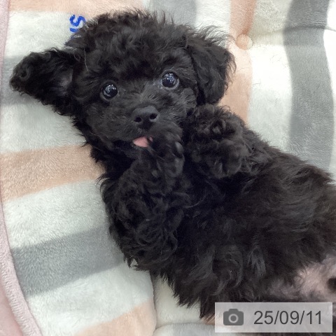 トイ・プードルの写真