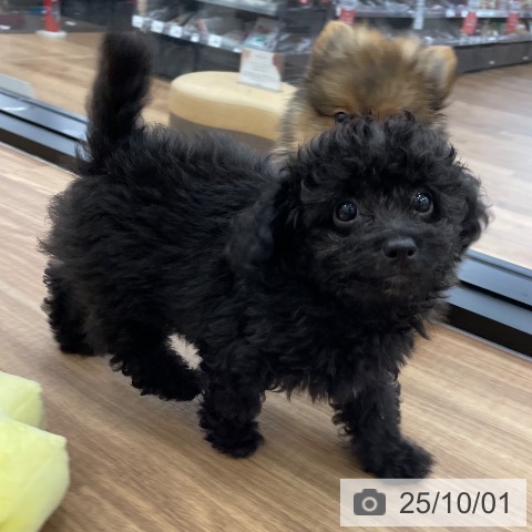 トイ・プードルの写真