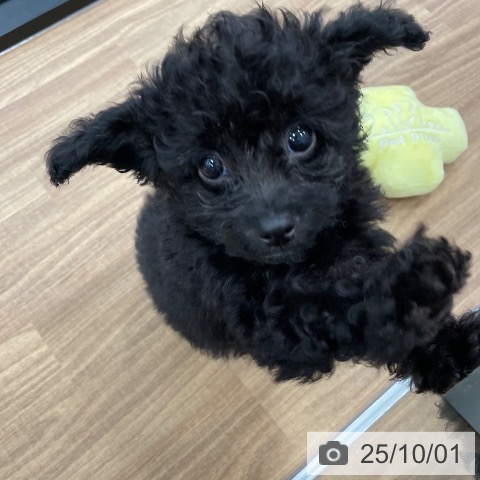 トイ・プードルの写真