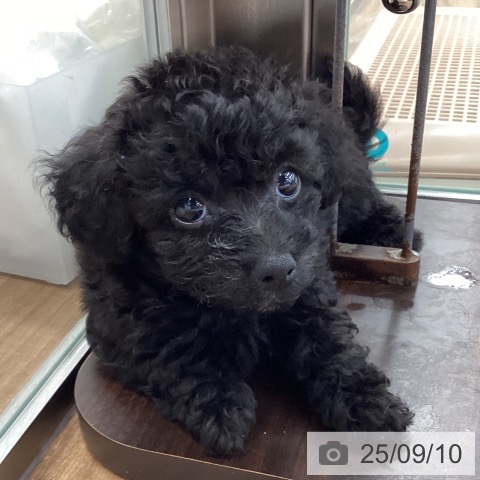 トイ・プードルの写真