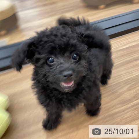 トイ・プードルの写真