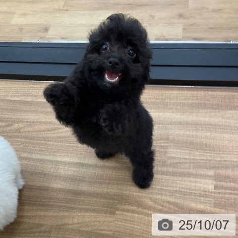 トイ・プードルの写真