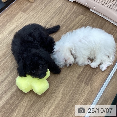 トイ・プードルの写真