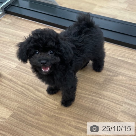 トイ・プードルの写真