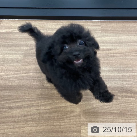 トイ・プードルの写真