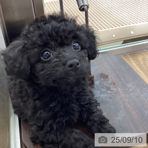 トイ・プードルの写真