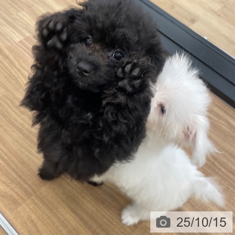 トイ・プードルの写真