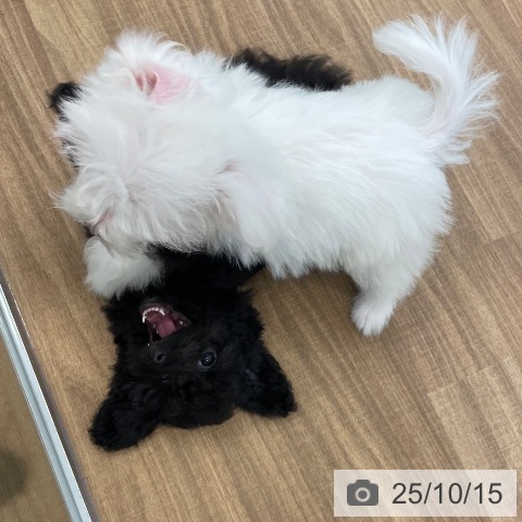 トイ・プードルの写真