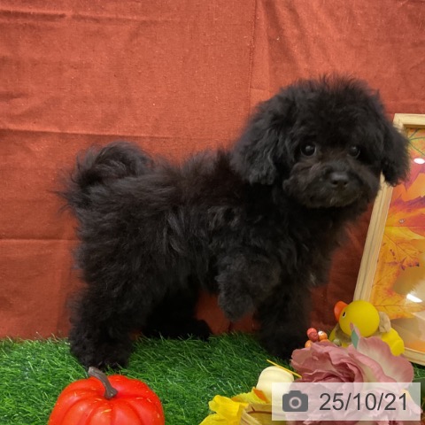 トイ・プードルの写真