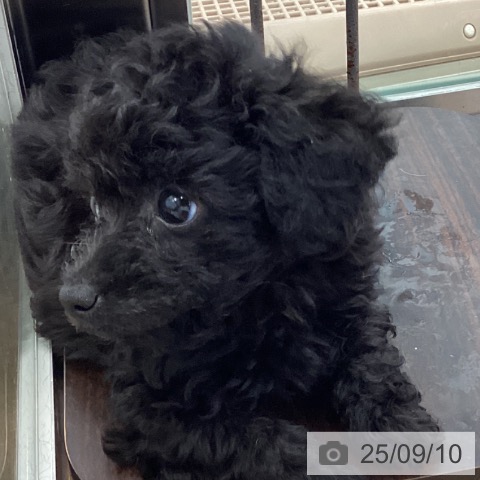 トイ・プードルの写真