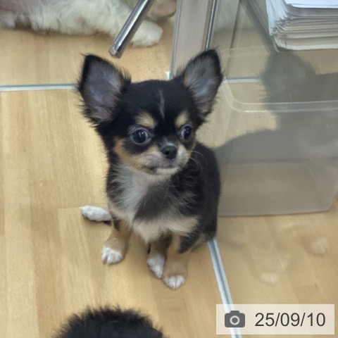 チワワの写真