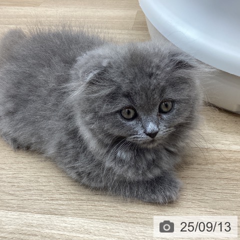 スコティッシュフォールドの写真