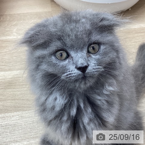 スコティッシュフォールドの写真