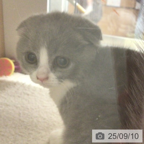 スコティッシュフォールドの写真