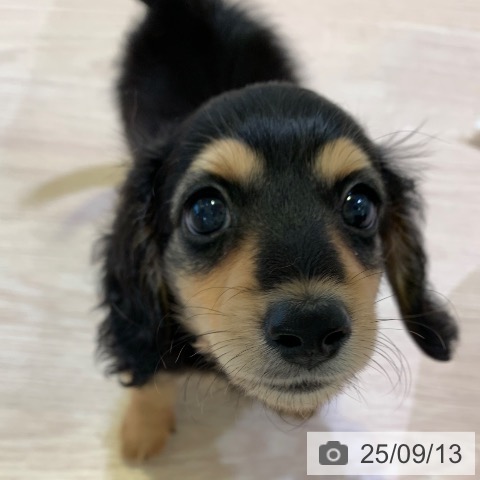 ミニチュア・ダックスフンドの写真