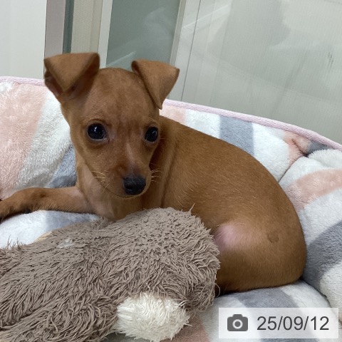 ミニチュア・ピンシャーの写真
