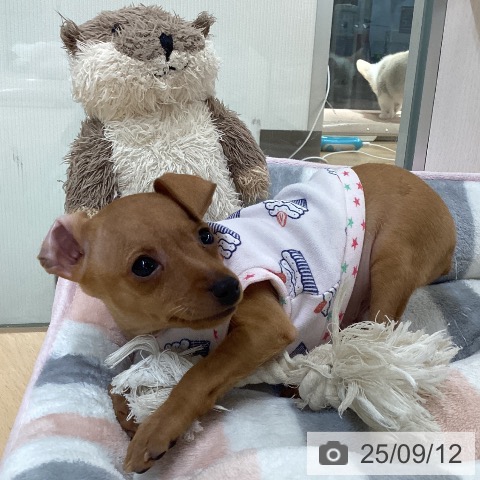 ミニチュア・ピンシャーの写真