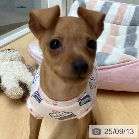 ミニチュア・ピンシャーの写真