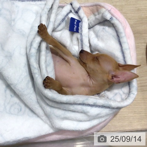 ミニチュア・ピンシャーの写真