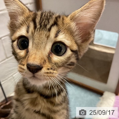 ベンガルの写真