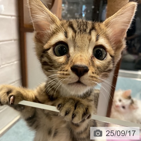 ベンガルの写真