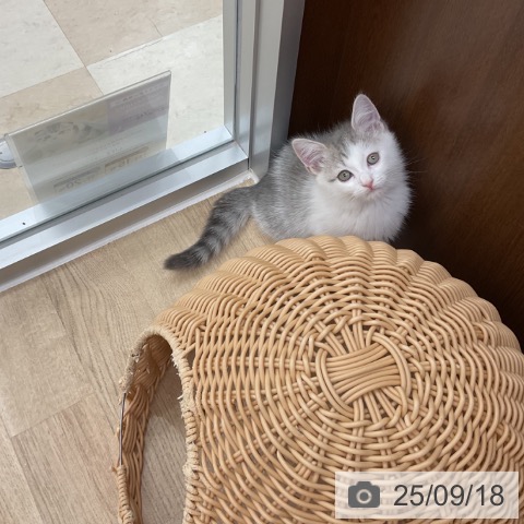 マンチカンの写真