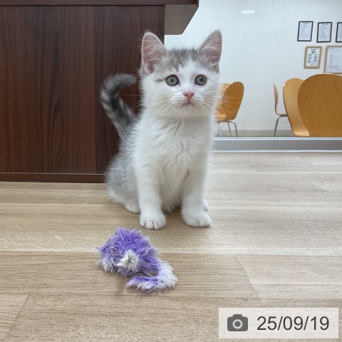 マンチカンの写真