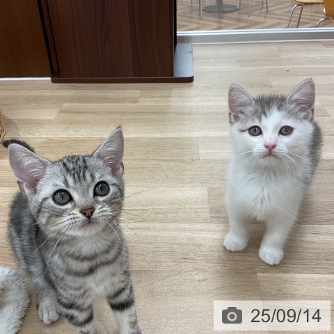 マンチカンの写真