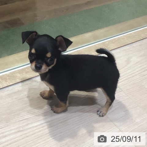 チワワの写真