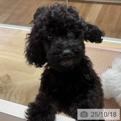 トイ・プードルの写真