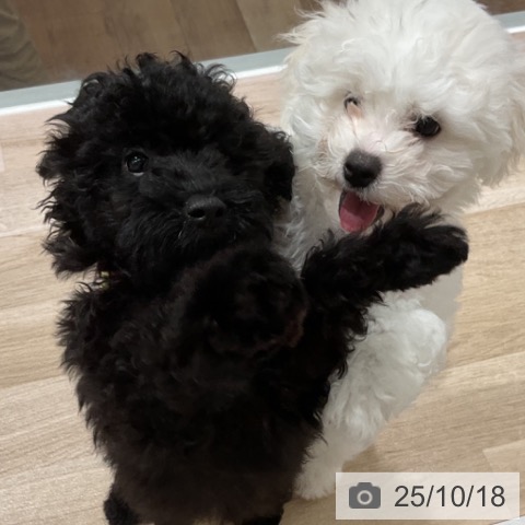 トイ・プードルの写真