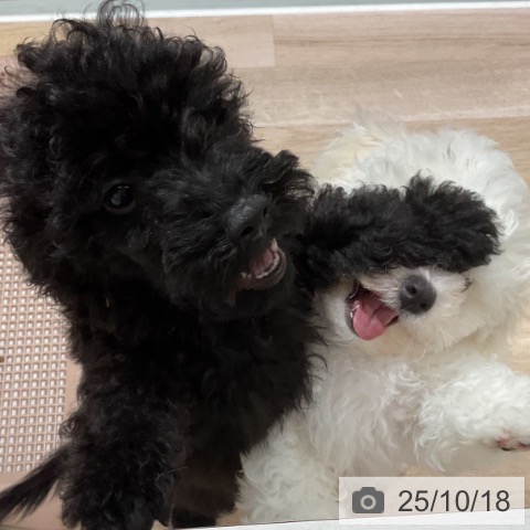 トイ・プードルの写真