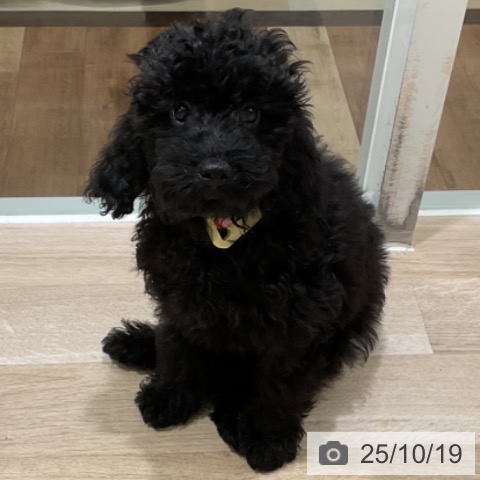 トイ・プードルの写真