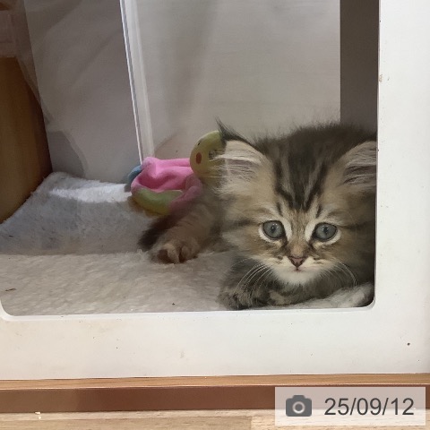 ペルシャの写真