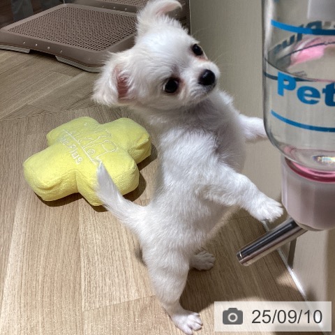チワワの写真