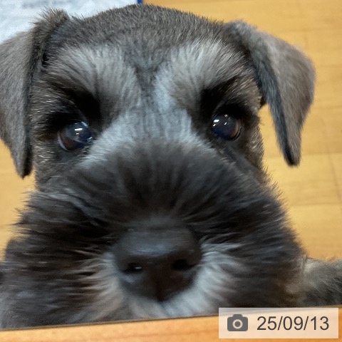 ミニチュア・シュナウザーの写真