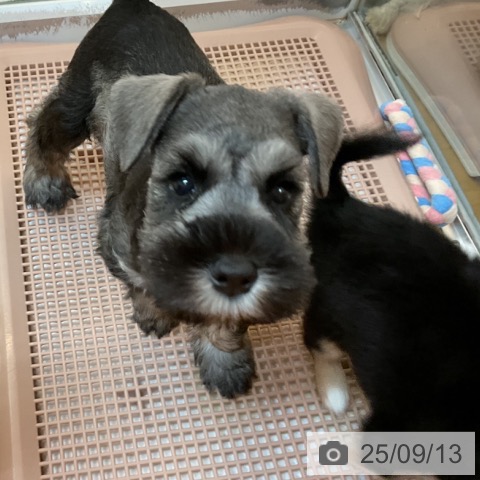 ミニチュア・シュナウザーの写真