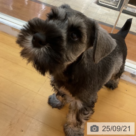 ミニチュア・シュナウザーの写真