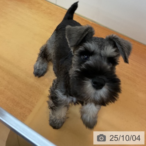 ミニチュア・シュナウザーの写真